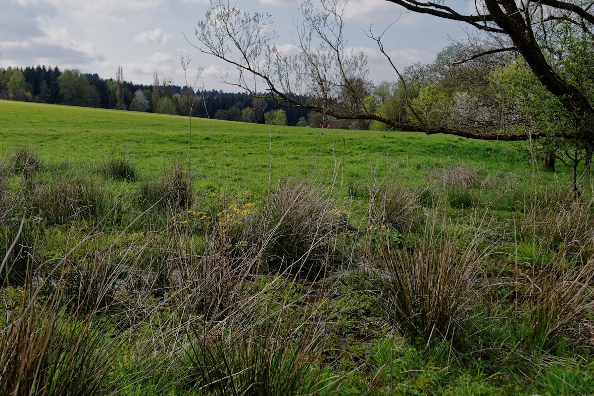 DSC 3883 NSG Gedau 20160501