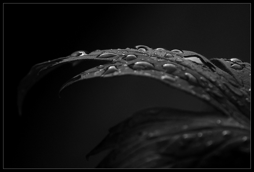 DSC 3884 01 a