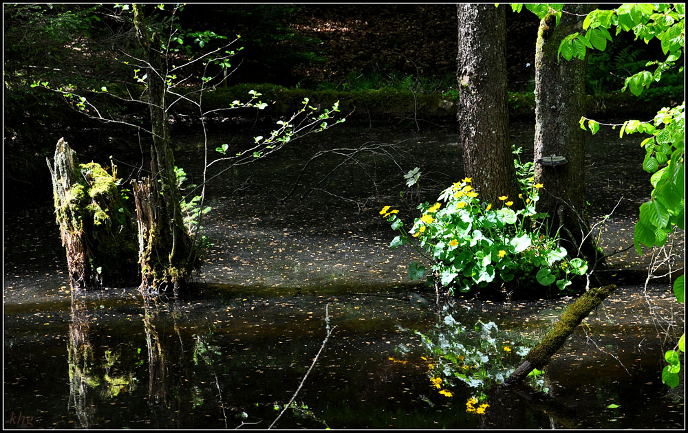 DSC 3896 Sumpfdotterblune