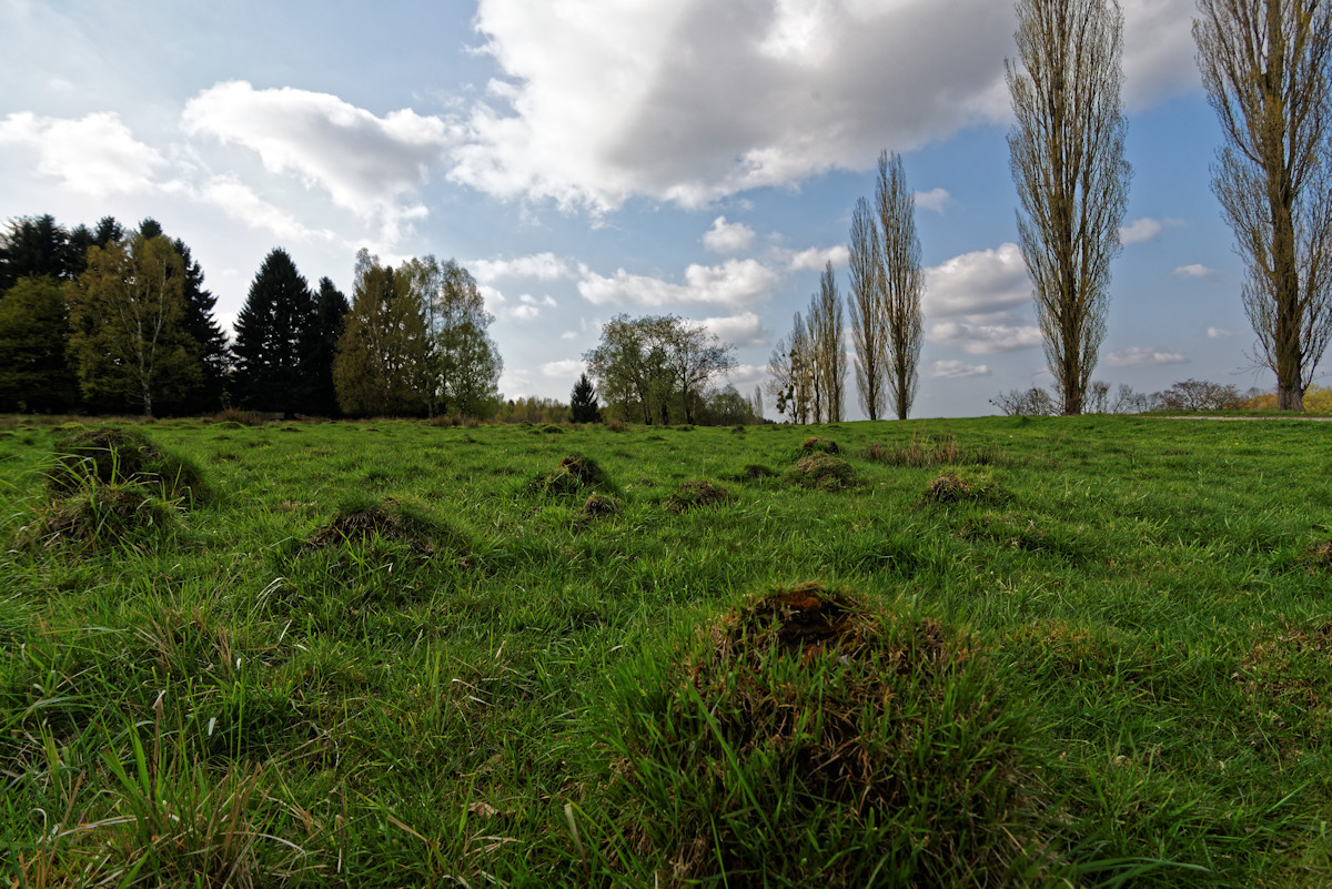 DSC 3904 NSG Gedau 20160501