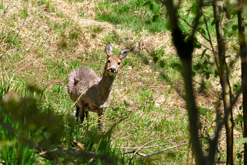 DSC 3907 Reh