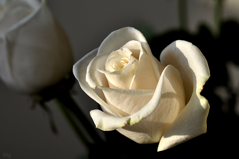 DSC 3928 Rose