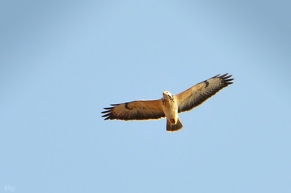 DSC 3931 Mäusebussard