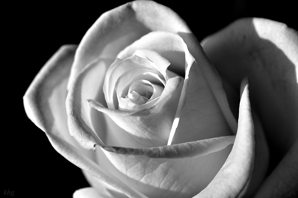 DSC 3934 Rose SW