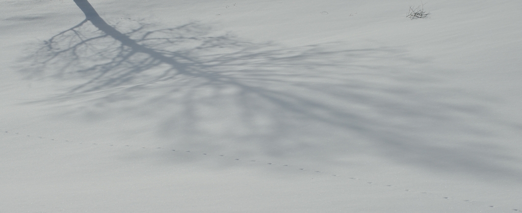 DSC 3944 crop