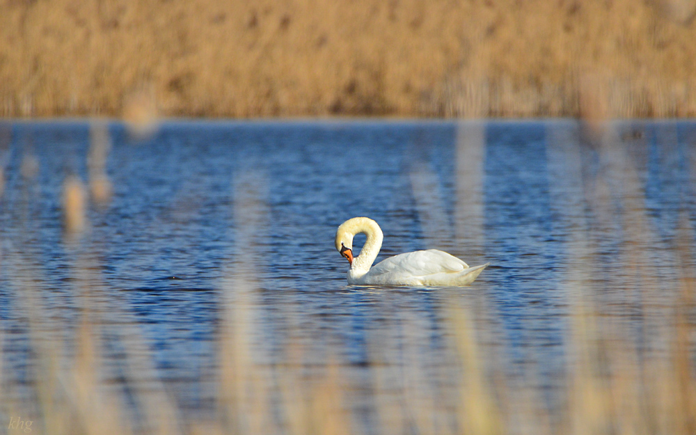 DSC 3950 Schwan
