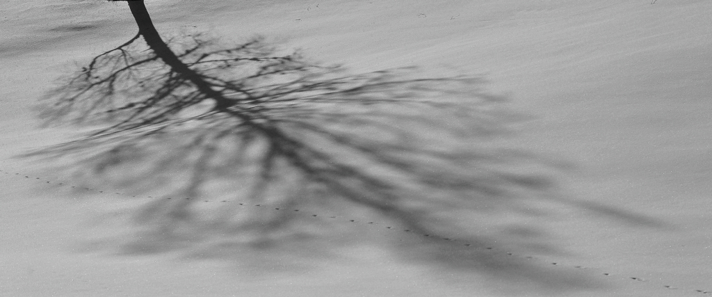 DSC 3962 crop