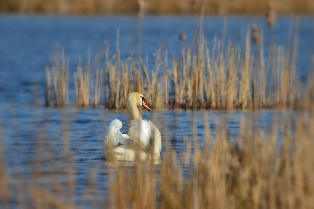 DSC 3965 Schwan