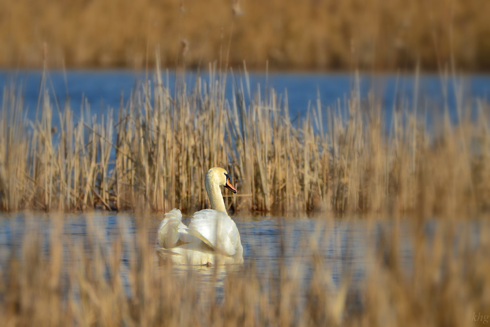 DSC 3967 Schwan