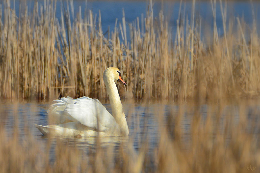 DSC 3968 Schwan