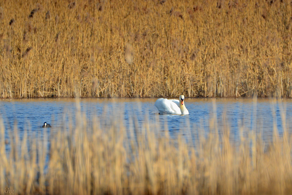 DSC 3971 Schwan