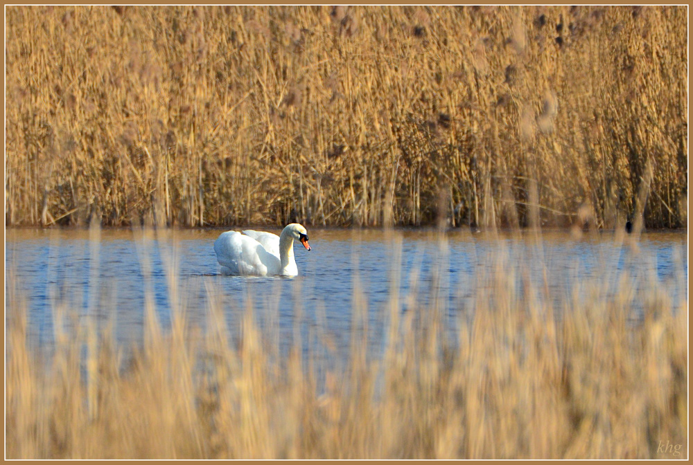 DSC 3972 Schwan