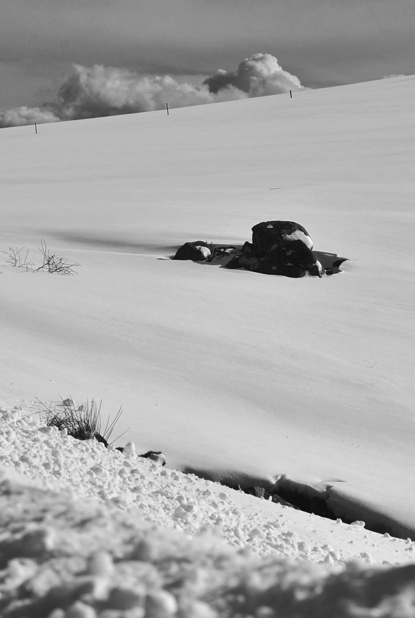 DSC 3973 crop bw