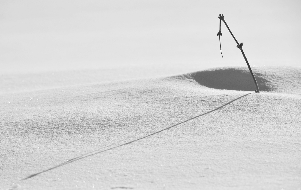 DSC 3995 crop