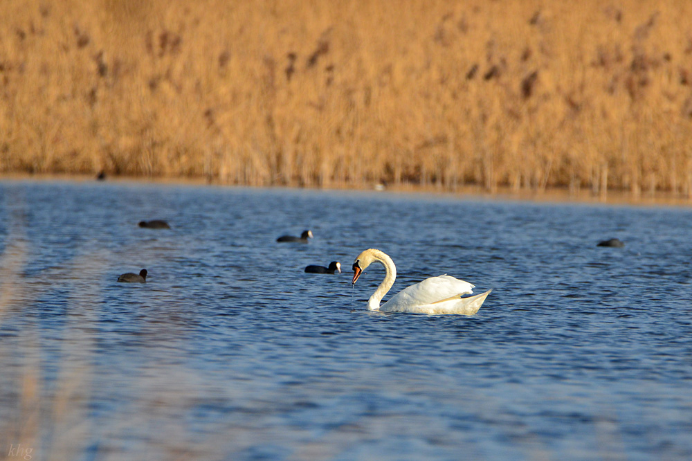 DSC 4004 Schwan