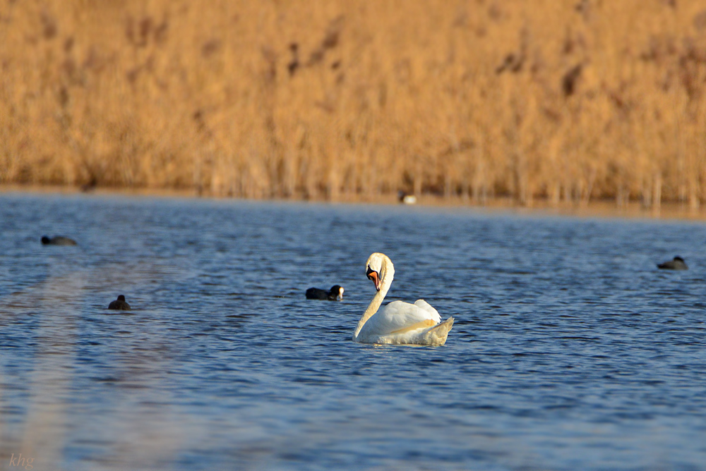 DSC 4005 Schwan