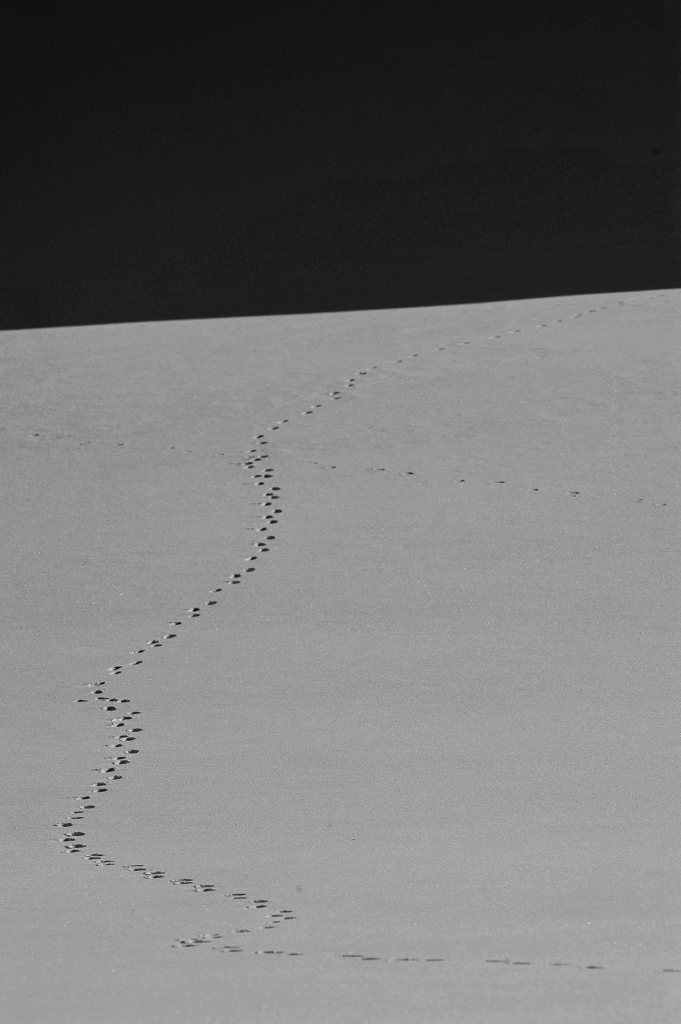 DSC 4014 bw
