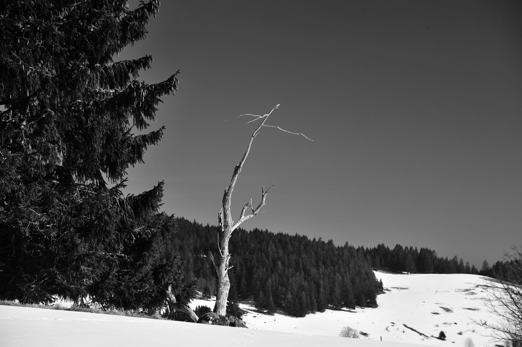 DSC 4017 bw