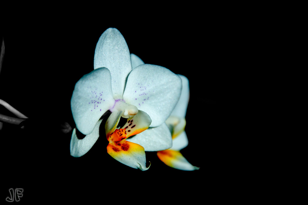 DSC 4038 kl