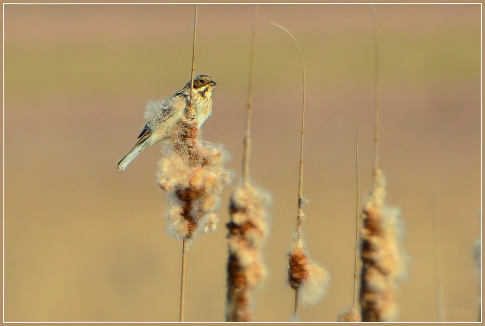 DSC 4047 Rohrammer
