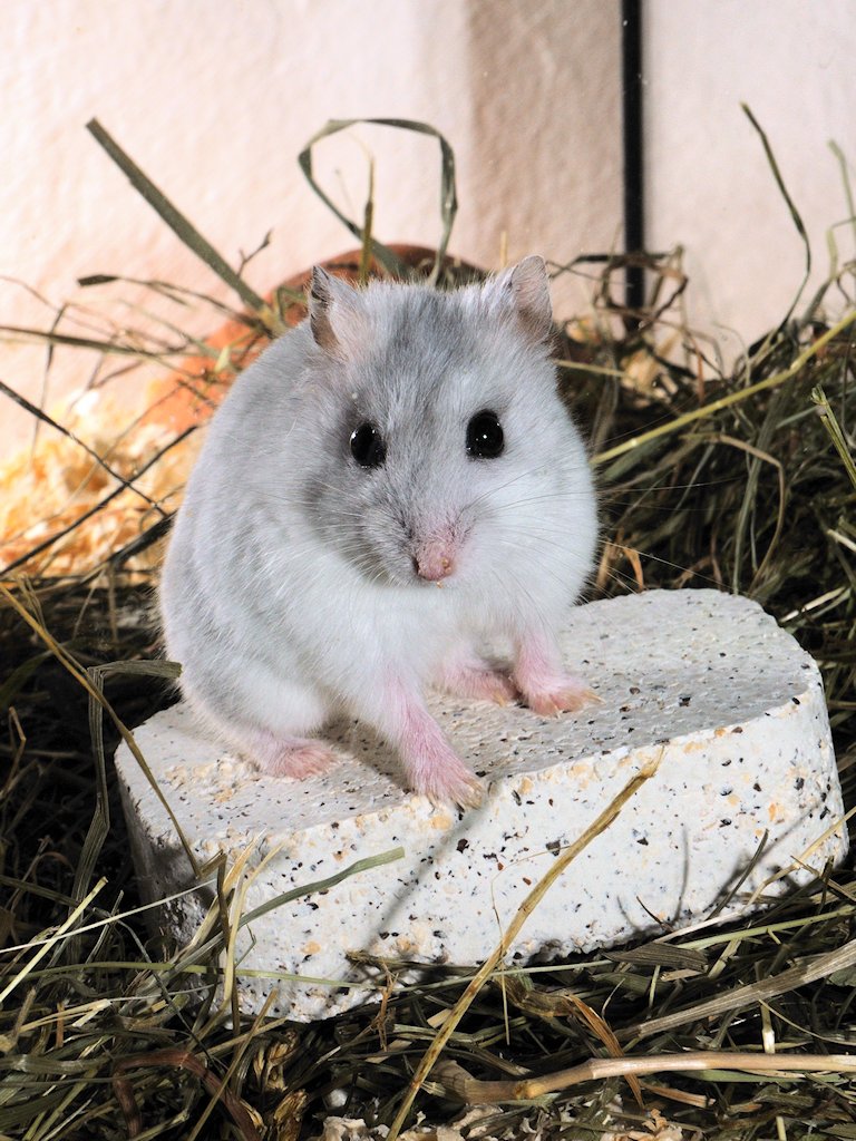 DSC 4093