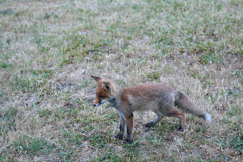 DSC 4094nf