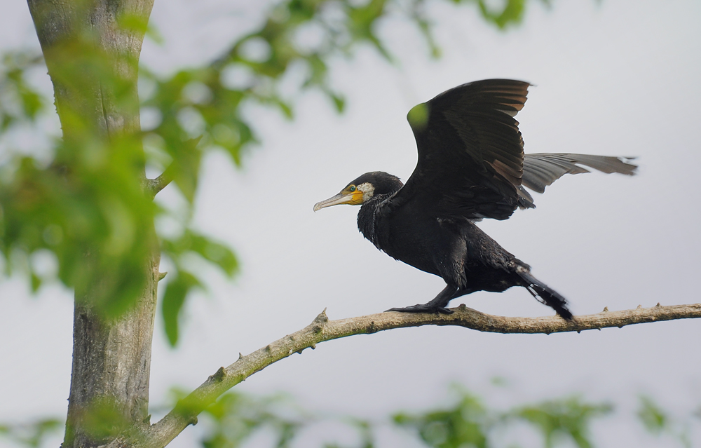 DSC 4128 Kormoran 1000