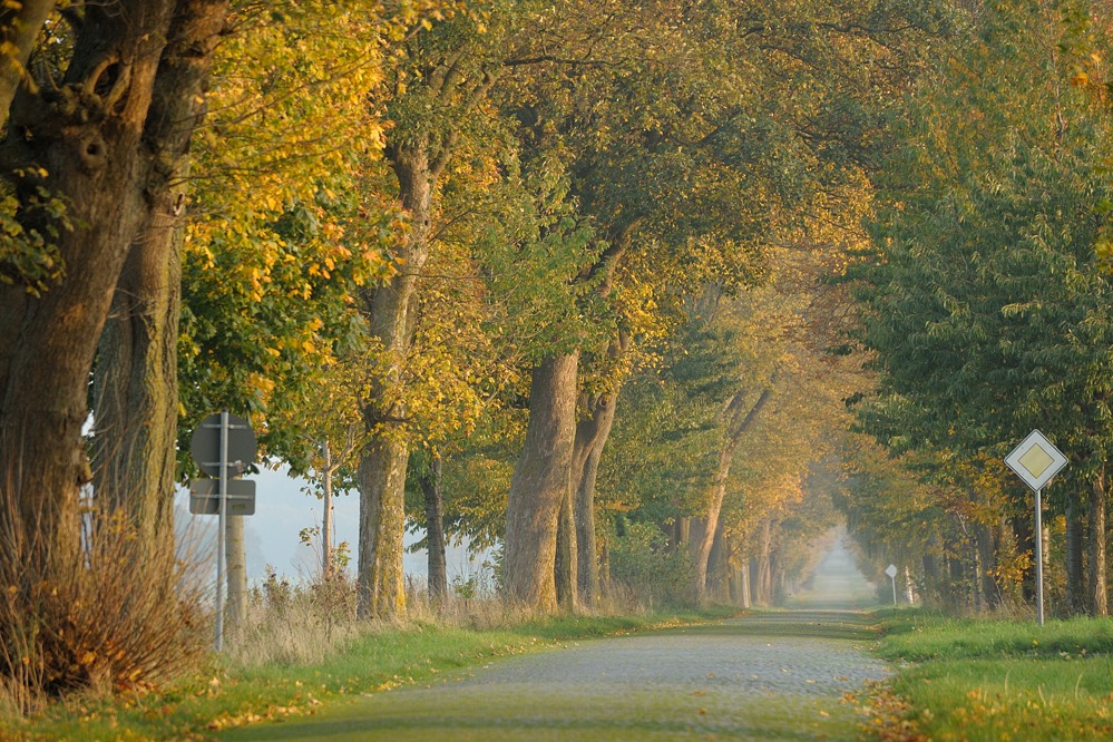 DSC 4130a