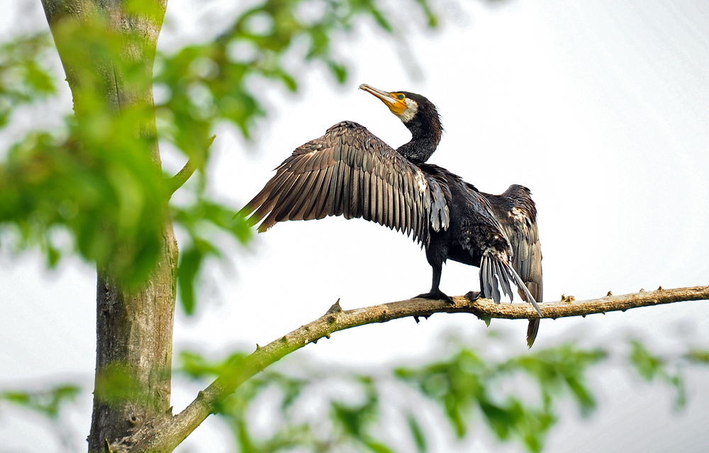 DSC 4133 Kormoran 1000