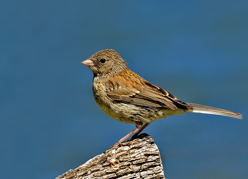 DSC 4179 Lassen 1000