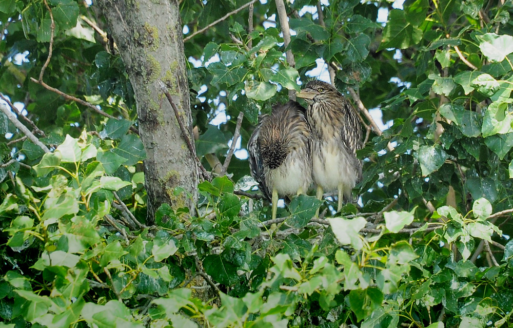 DSC 4179 Nachtreiher Juv 1000