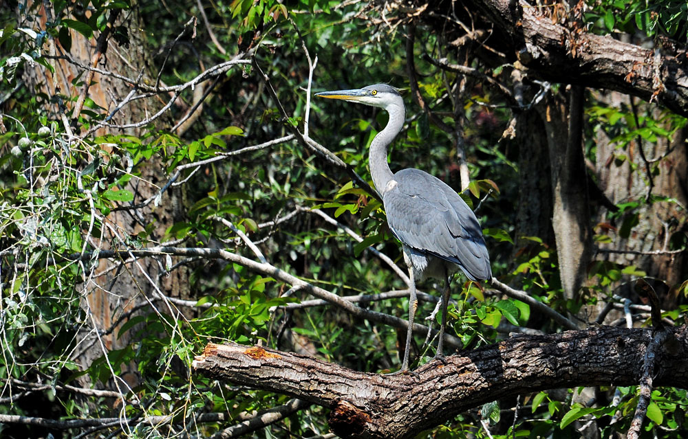 DSC 4220 Reiher 1000