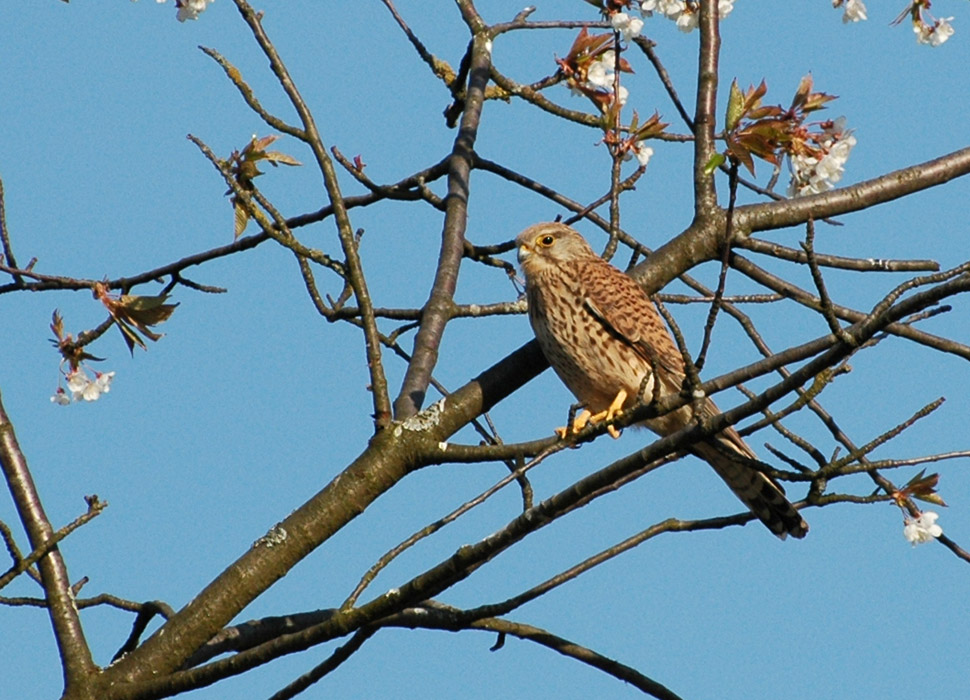 DSC 4236 Falke 970