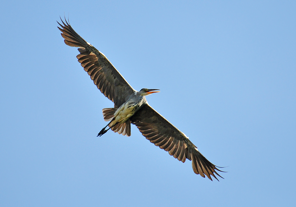 DSC 4311 Reiher 1000