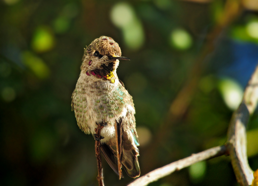 DSC 4334 Kolibri 1000