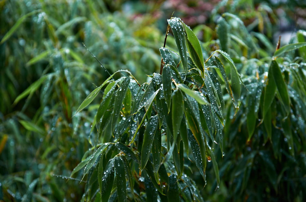 DSC 4365