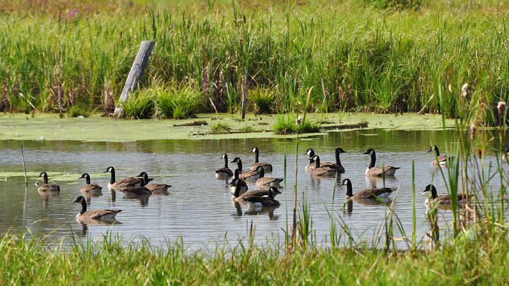 DSC 4423 Gänse