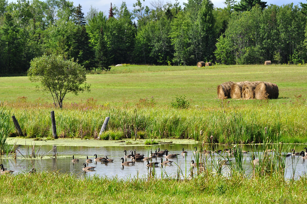 DSC 4424 Gänse