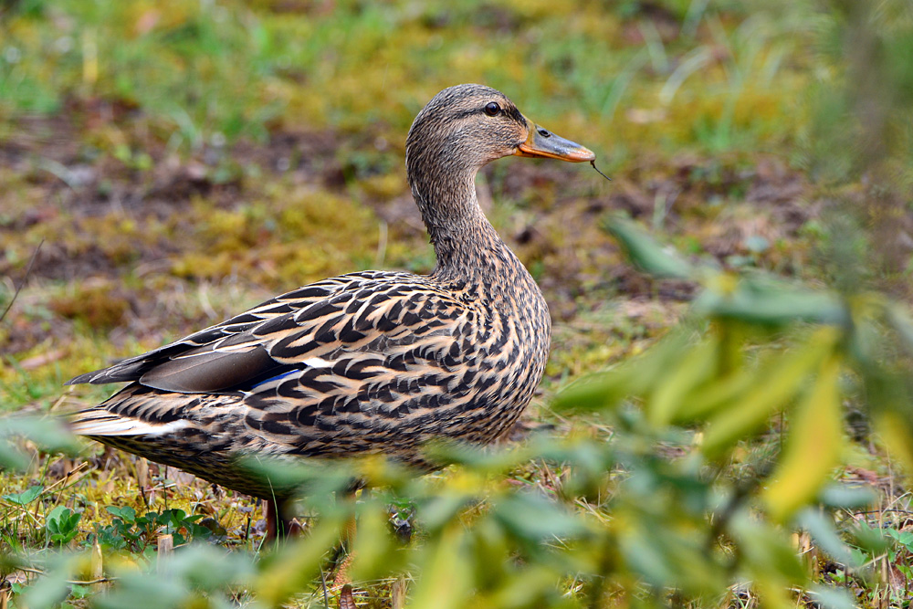DSC 4427 Stockente