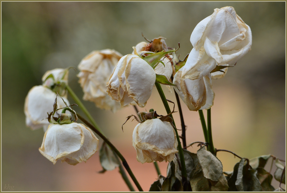 DSC 4431 verblüht2