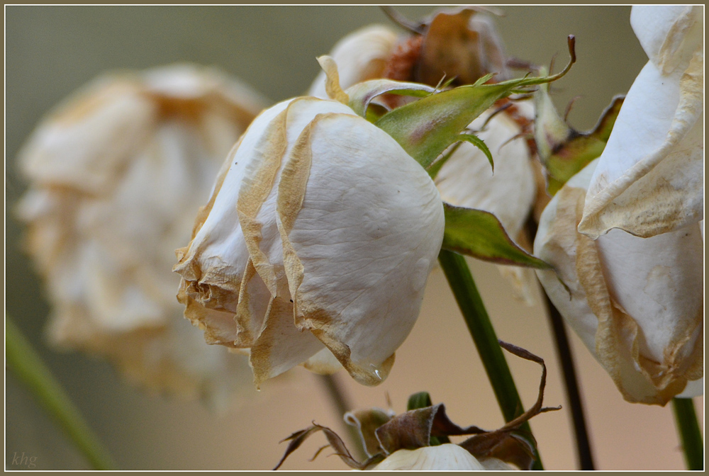DSC 4434a verblüht3