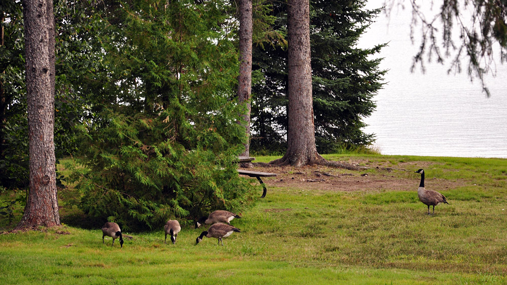 DSC 4454 Gänse