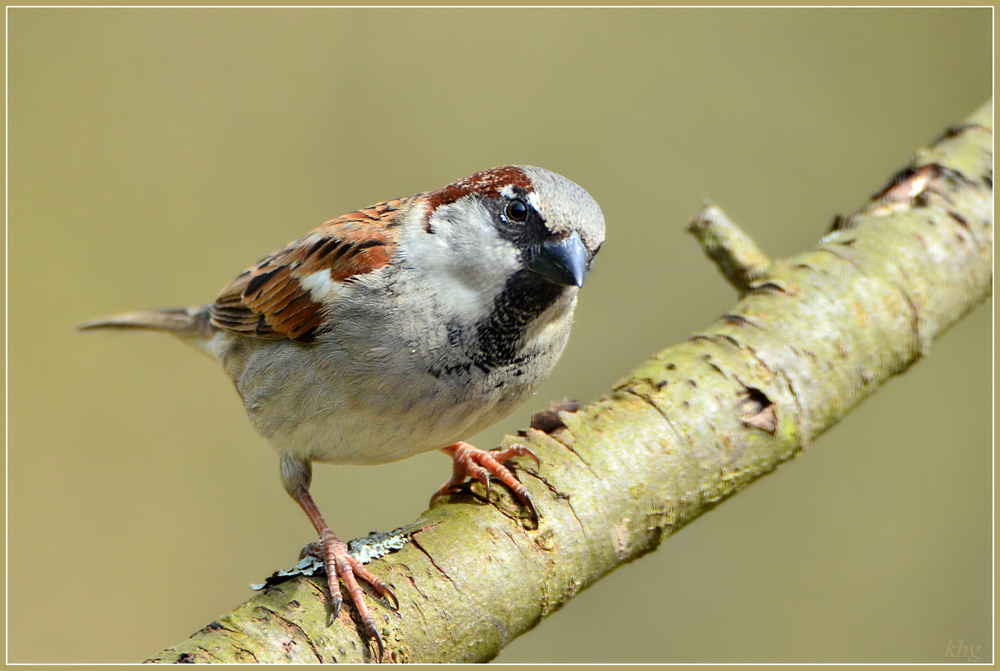 DSC 4470 Spatz