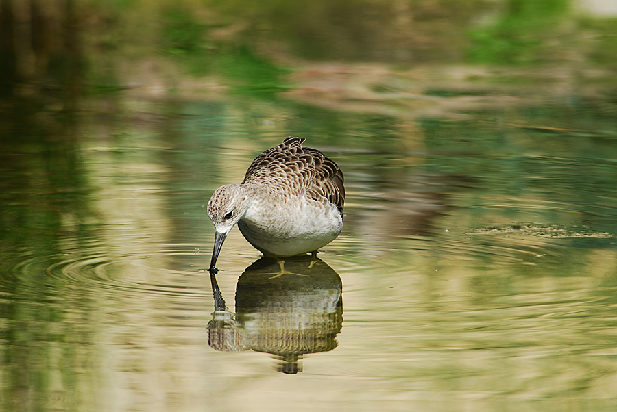 DSC 4484 2fs