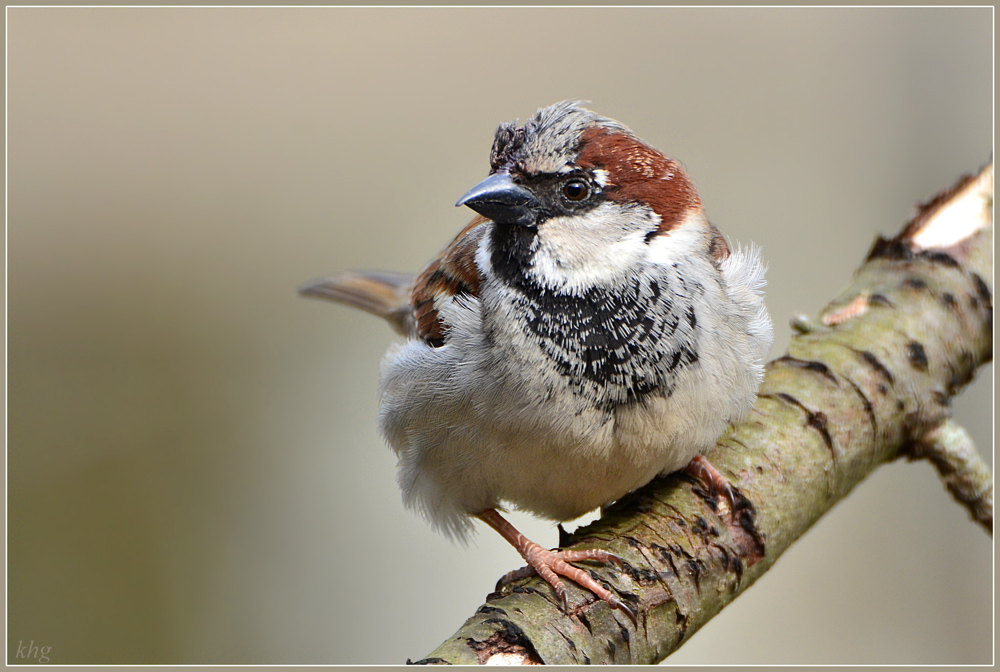 DSC 4486 Spatz