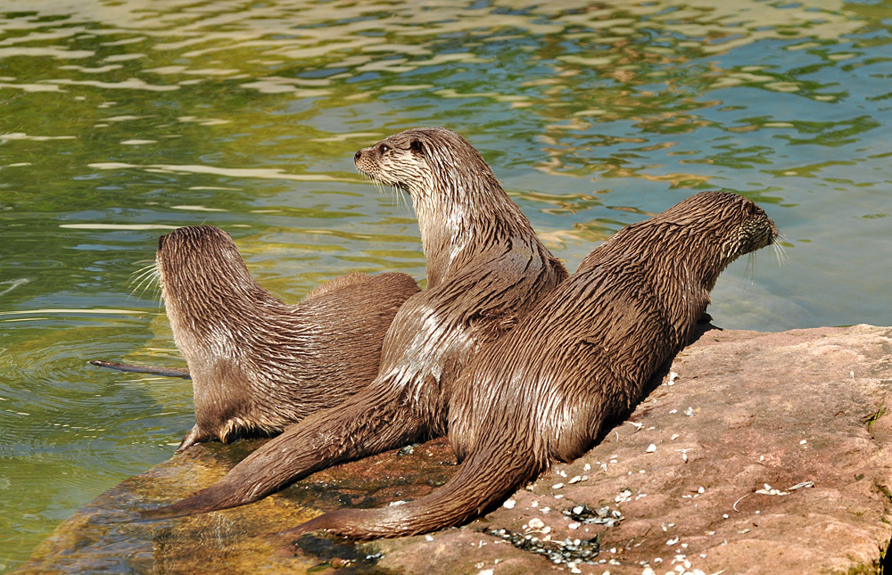 DSC 4522 3Otter1000