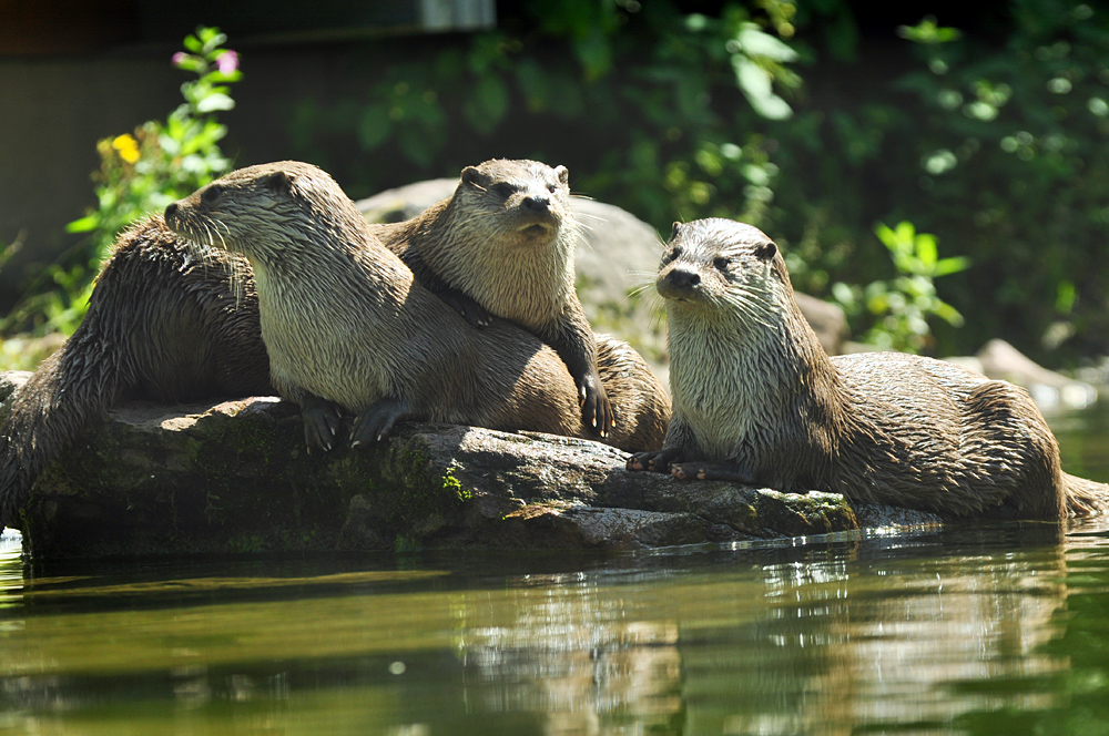 DSC 4533 Otter