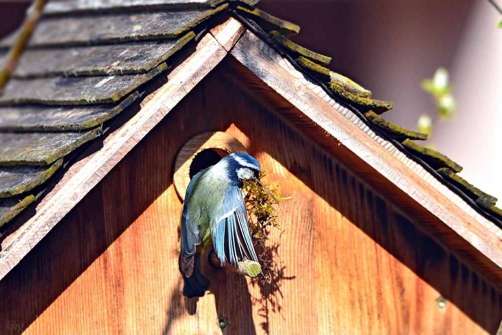 DSC 4541 Nest6