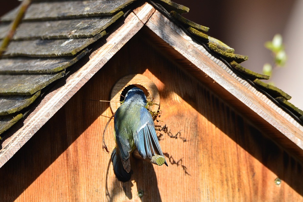 DSC 4542 Nestbau