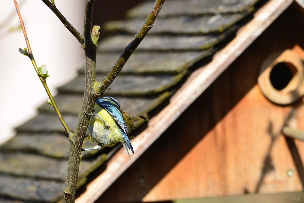 DSC 4546 Nestbau